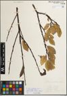 Foto von Salix mielichhoferi Saut. x Salix myrsinifolia Salisb.